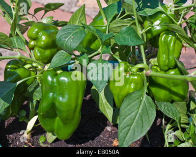 Grüne Früchte reifen im Sommersonne auf Paprika Pflanzen Sorte Redskin, angebaut im Container auf Terrasse, England UK Stockfoto