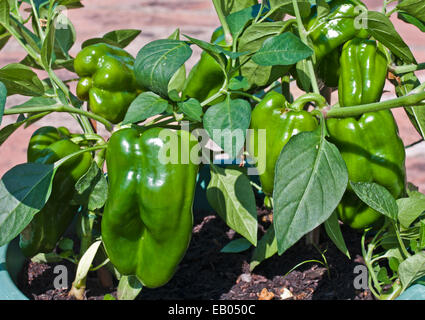 Grüne Früchte reifen im Sommersonne auf Paprika Pflanzen Sorte Redskin, angebaut im Container auf Terrasse, England UK Stockfoto