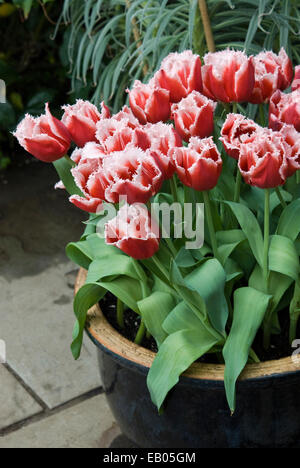 GEFRANSTE TULPE - TULIPA "CANASTA" Stockfoto