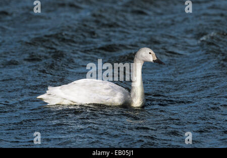 Bewick Schwan - Cygnus Columbianus - juvenile Stockfoto