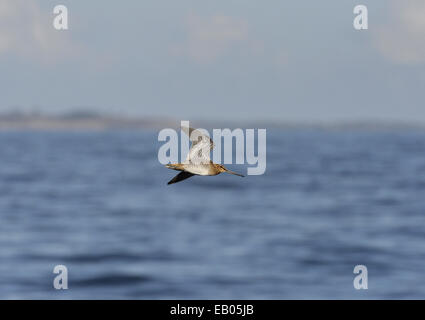 Bekassine - Gallinago gallinago Stockfoto