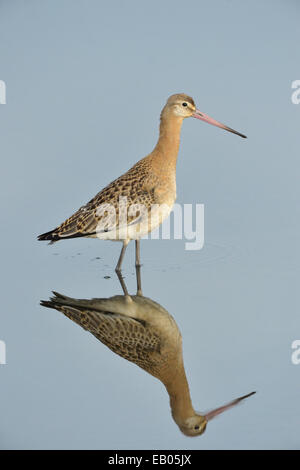 Uferschnepfe - Limosa limosa Stockfoto