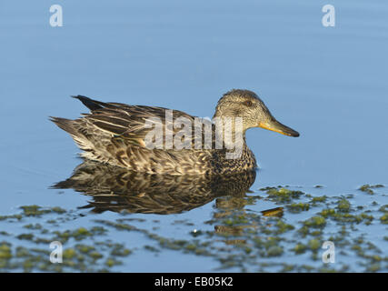 Teal - Anas Vogelarten - weiblich Stockfoto