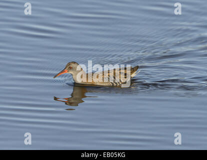 Wasser-Schiene - Rallus aquaticus Stockfoto