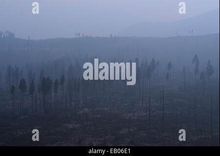 Eine Nebeldecke legt stark unter den Folgen eines Waldbrandes. Stockfoto