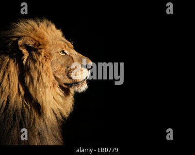 Seite Porträt eines großen männlichen afrikanischen Löwen (Panthera Leo) vor einem schwarzen Hintergrund, Südafrika Stockfoto