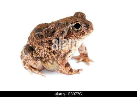 Südlichen afrikanischen Sand Frosch (Tomopterna Cryptotis) auf weiß Stockfoto