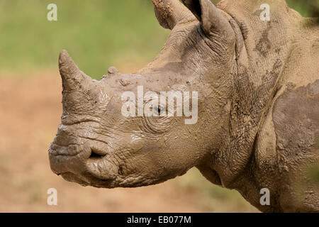 Porträt von einem Breitmaulnashorn (Ceratotherium Simum) Schlamm, Südafrika Stockfoto