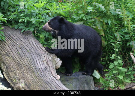 Spectacled oder Anden Bär (Tremarctos Ornatus) einen Baumstamm Klettern Stockfoto