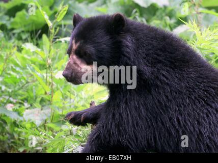 Spectacled oder Anden Bär (Tremarctos Ornatus) close-up, stützte sich auf einen Baumstumpf, im Profil gesehen Stockfoto