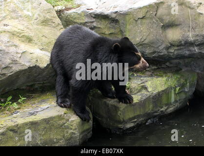Spectacled oder Anden Bär (Tremarctos Ornatus) close-up in der Nähe von Wasser Stockfoto