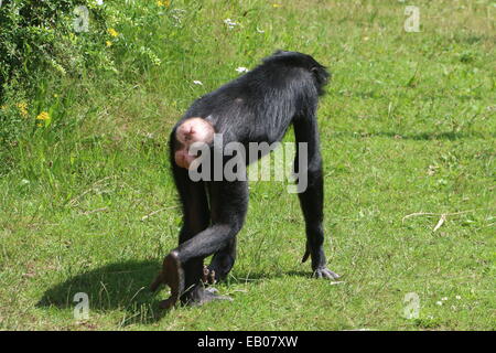 Bonobo oder Pygmy Schimpanse (Pan Paniscus) zu Fuß entfernt Stockfoto