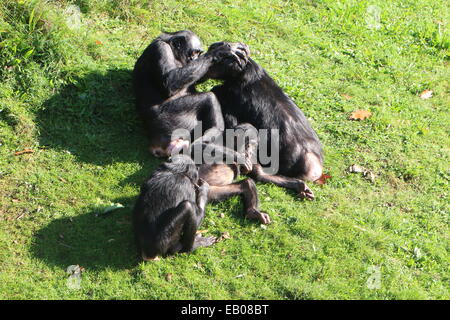 Familie Gruppe von afrikanischen Bonobo-Schimpansen (Pan Paniscus) miteinander pflegen und entspannen auf der Wiese Stockfoto