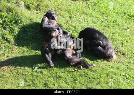 Gruppe von 4 Bonobo-Schimpansen (Pan Paniscus) pflegen untereinander und in der Wiese liegend Stockfoto