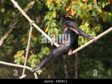 Bonobo oder Pygmy Schimpanse (Pan Paniscus) lernen die Seile an Apenheul Primate Zoo, Apeldoorn, Niederlande Stockfoto