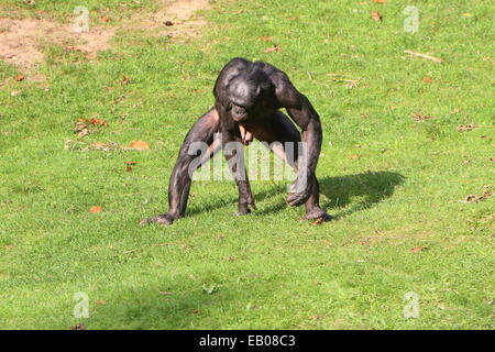 Männlichen Anführer einer Gruppe von afrikanischen Bonobos oder Pygmy Schimpansen (Pan Paniscus) zu Fuß in einer natürlichen Umgebung Stockfoto