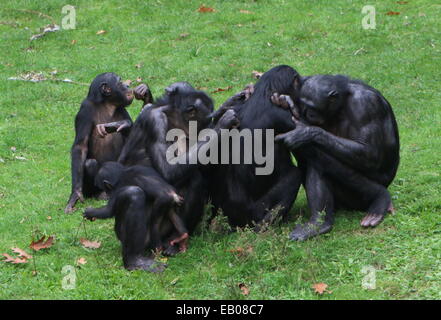 Gruppe von 6 Bonobo-Schimpansen (Pan Paniscus) miteinander pflegen und entspannen auf der Wiese Stockfoto