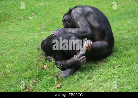 Junge männliche Bonobos (Pan Paniscus) pflegen einander Stockfoto