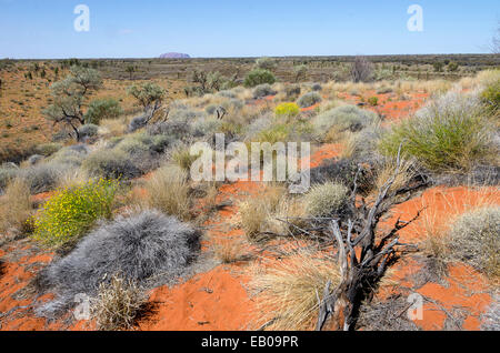 Pflanzen in der roten Wüste, Ayers Rock, Uluru, Northern Territory, Australien Stockfotografie ...