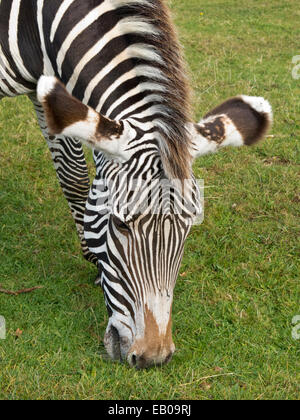 Nahaufnahme von Zebras Kopf, der Gras frisst. Stockfoto