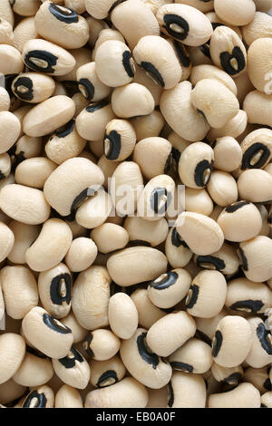 Kalifornien blackeyed Erbsen oder cowpeas Stockfoto