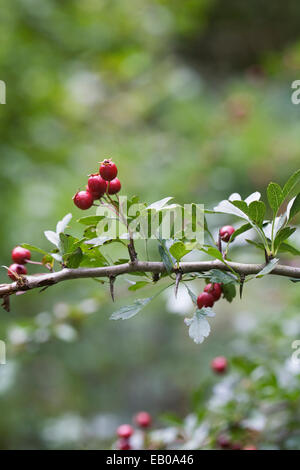 Crataegus Monogyna. Weißdornbeeren im Herbst. Stockfoto