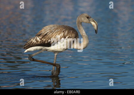 Jungen mehr Flamingo, Phoenicopterus Roseus, zu Fuß in das Wasser in Camargue, Frankreich Stockfoto