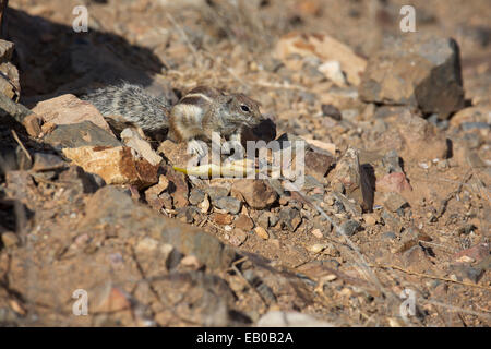 Barbary Grundeichhörnchen mit der verlassenen Insel Fuerteventura in der Natur mit der Haut einer Banane Stockfoto