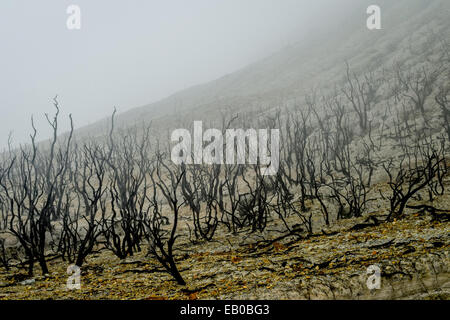 Tote Bäume auf Mount Papandayan. Stockfoto