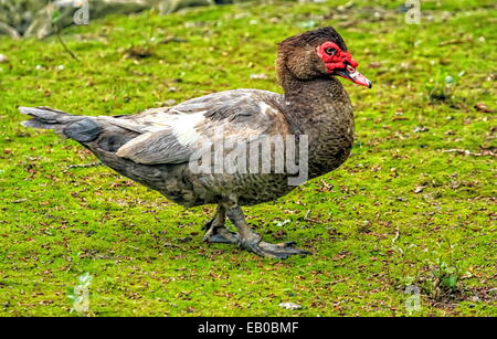 Barbarie-Ente, die zu Fuß auf dem grünen Rasen Stockfoto