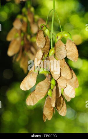 Samen der Bergahorn (Acer Pseudoplatanus) Stockfoto