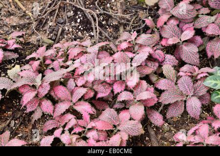 eine Kolonie von rot gefärbten Fitonia in einem Garten Stockfoto