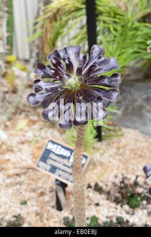 Nahaufnahme von Aeonium Arboreum var. atropurpureum Stockfoto