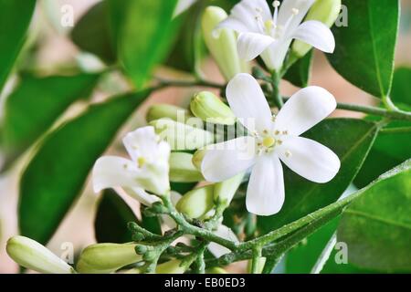Nahaufnahme des weißen orange Jasmin Blumen in voller Blüte Stockfoto