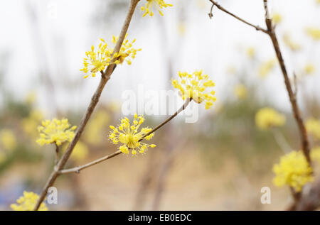 Nahaufnahme eines gelben Cornelian Cherry Blume Stockfoto