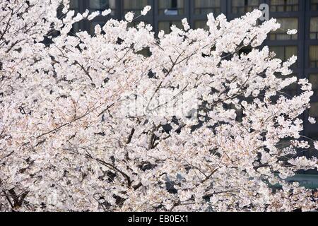 neue koreanische Kirschblüten in voller Blüte Stockfoto