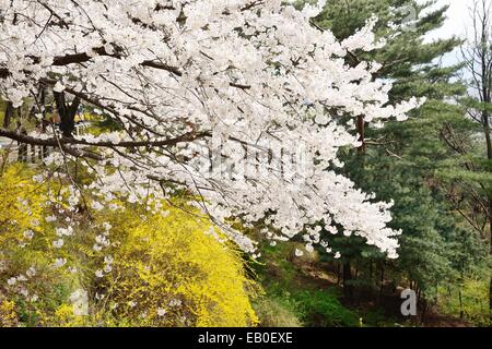 Banch der koreanischen Kirschblüten in voller Blüte Stockfoto