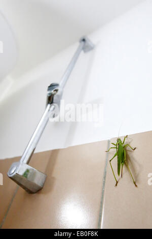 Eine Nahaufnahme einer Heuschrecke Wandmontage ein gefliestes Badezimmer mit Dusche. Stockfoto