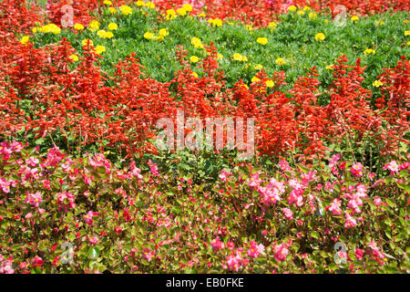 rot Salvia und andere Blumen in einem Garten Stockfoto