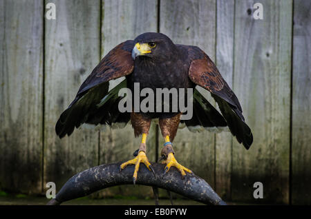 Ein Harris Hawk Raubvogel fotografiert im Puxton Park in Somerset Stockfoto