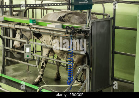 Kuh in den Melkstand an die Melkmaschine angeschlossen Stockfoto