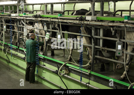 Kühe in den Melkstand Anhaftung an der Maschine über den Landwirt Stockfoto