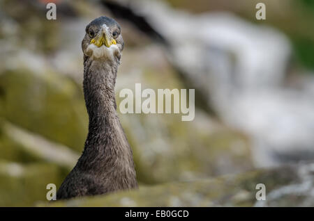 Eine UK Farne Insel junge Shag Stockfoto