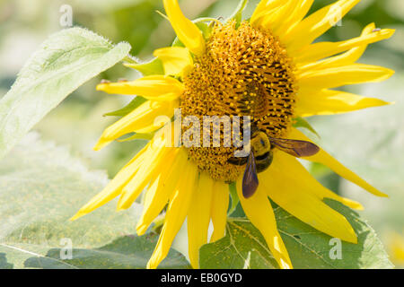 Nahaufnahme einer Biene auf einer Sonnenblume im sonnigen Tag Stockfoto