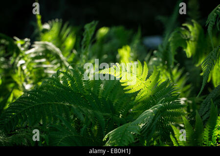 grüne Blätter, eine Art von Farnen in einem Feld mit Licht Stockfoto