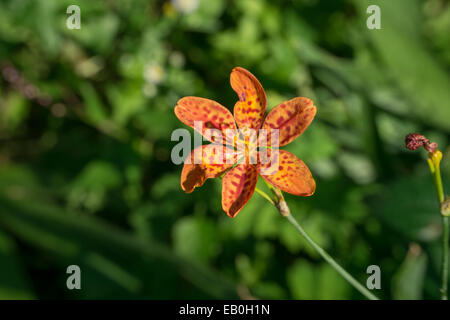 Nahaufnahme von Blackberry Lilie Blume in einem Feld Stockfoto