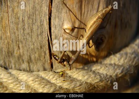 Praying Mantis Essen eine Biene in der Nähe von Seil Stockfoto