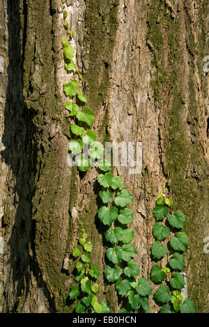 Rebe Crimbing auf einem Baum in einem Feld Stockfoto