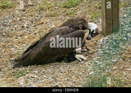 Bild von Käfig Aegypius Monachus im zoo Stockfoto