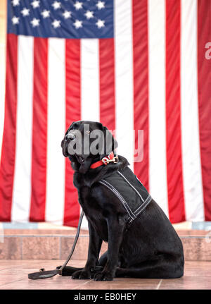 Zac, ein US Armee-Service-Hund wartet vor einer amerikanischen Flagge für Reisen in Kuwiat 19. September 2014 Biggs Army Airfield, Texas. Stockfoto
